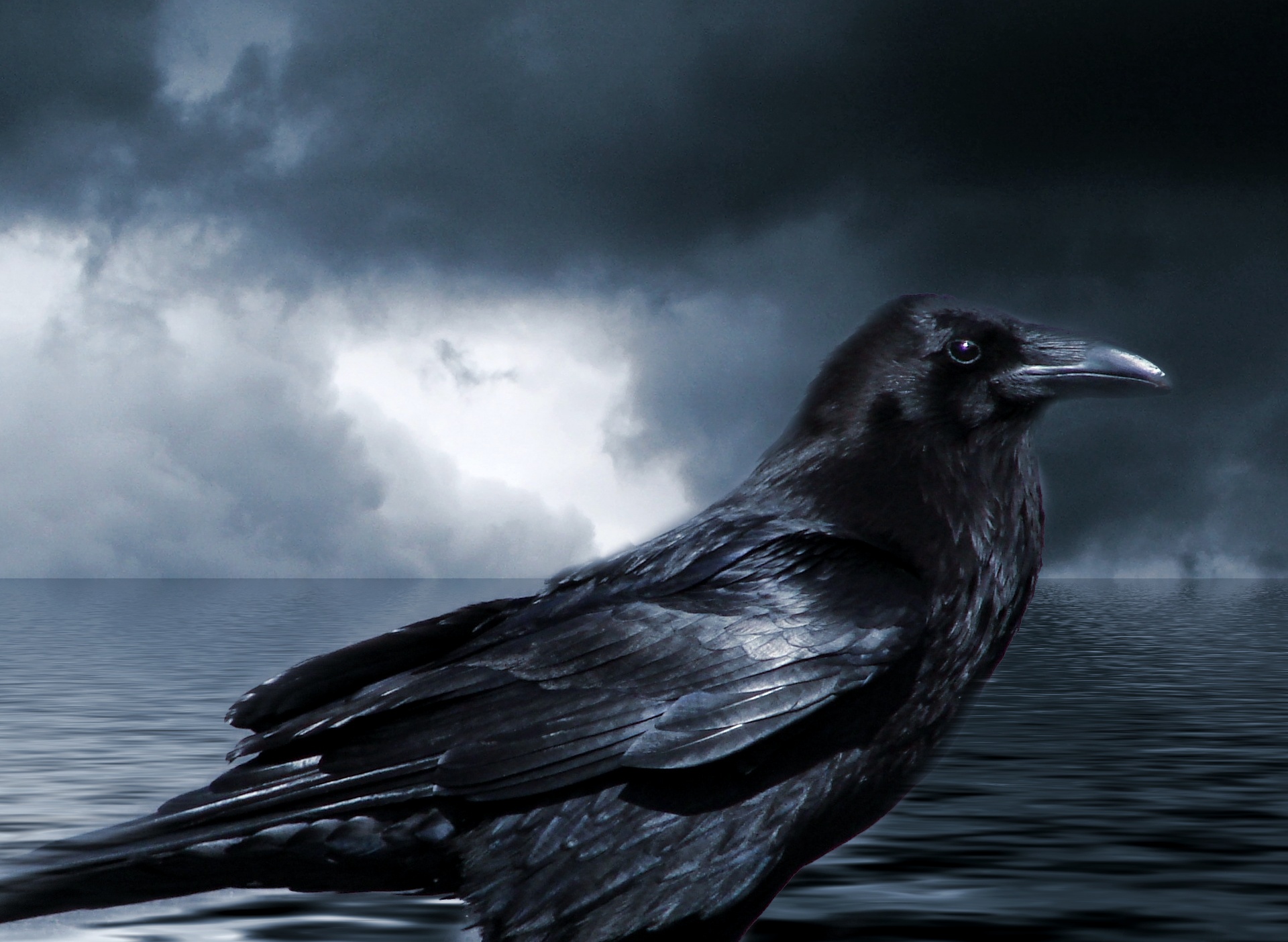raven crow night free photo