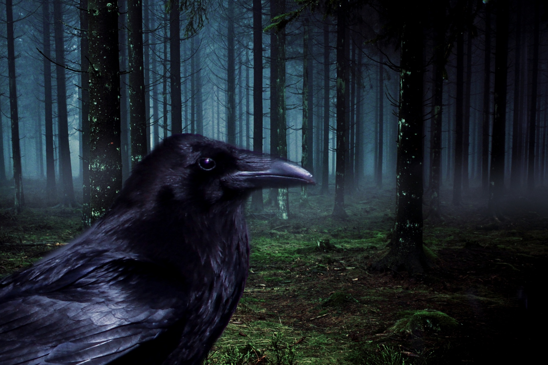 raven crow forest free photo