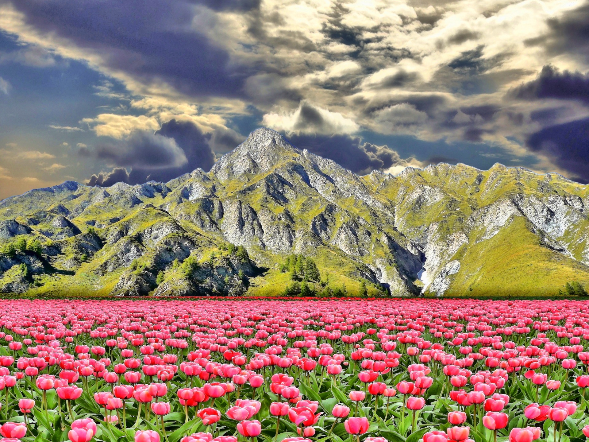 mountain flowers sky free photo