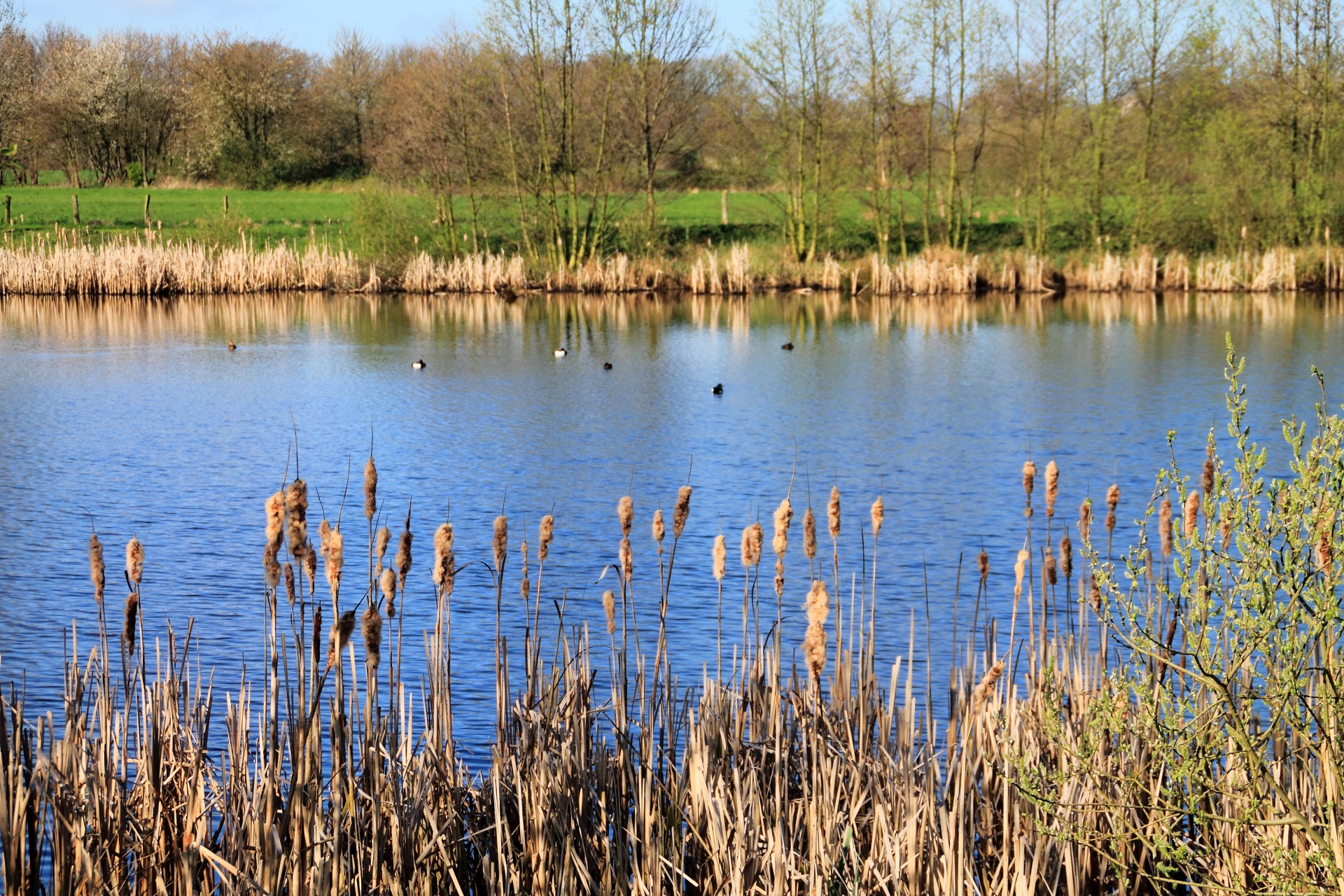 lake landscape nature free photo