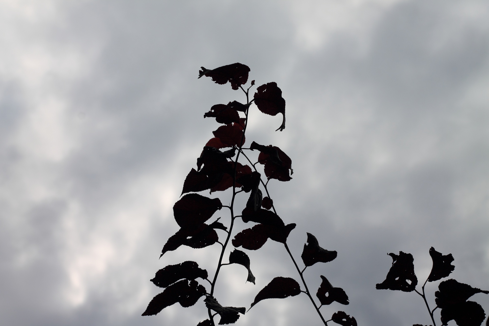 sky leaf plant free photo