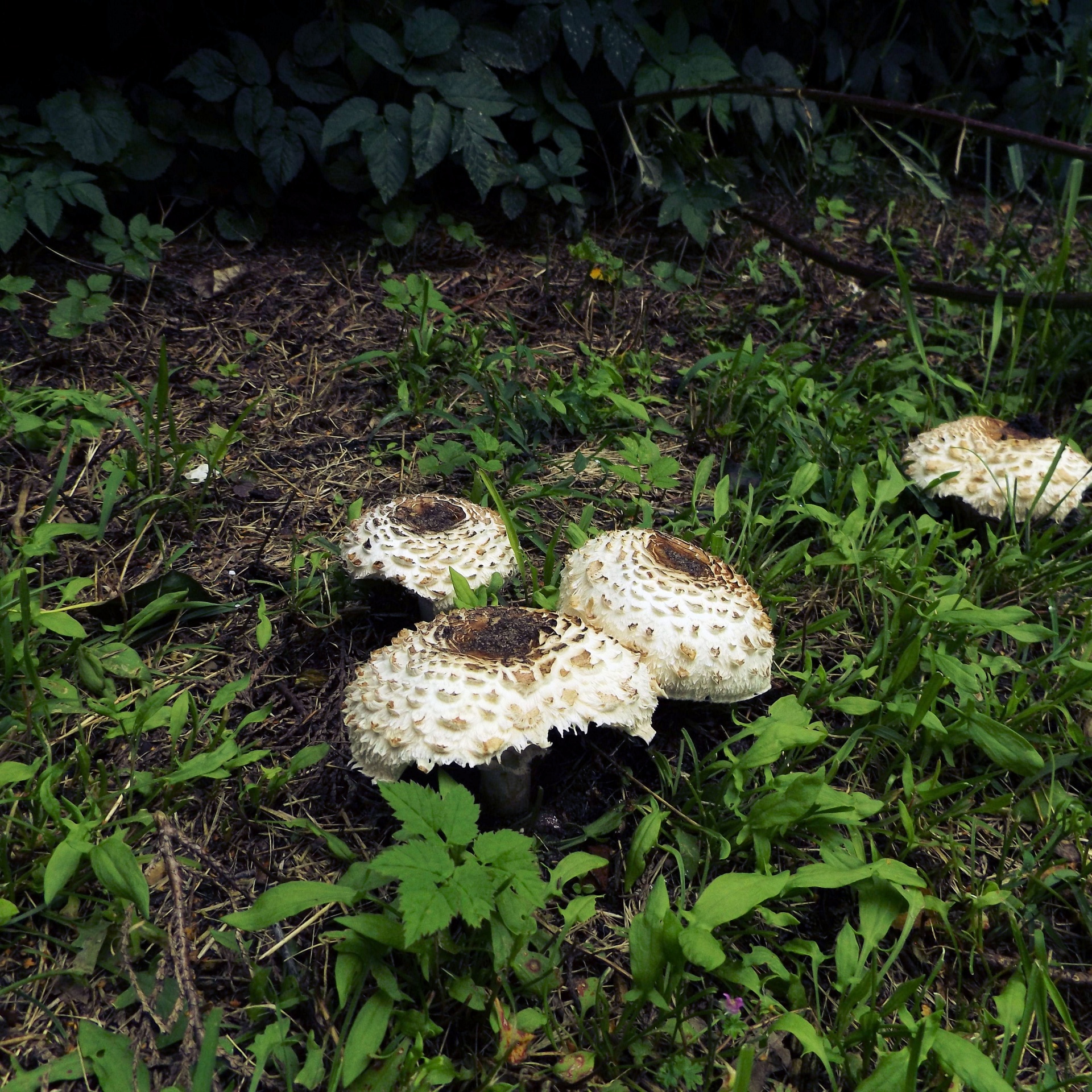 mushroom mushrooms nature free photo