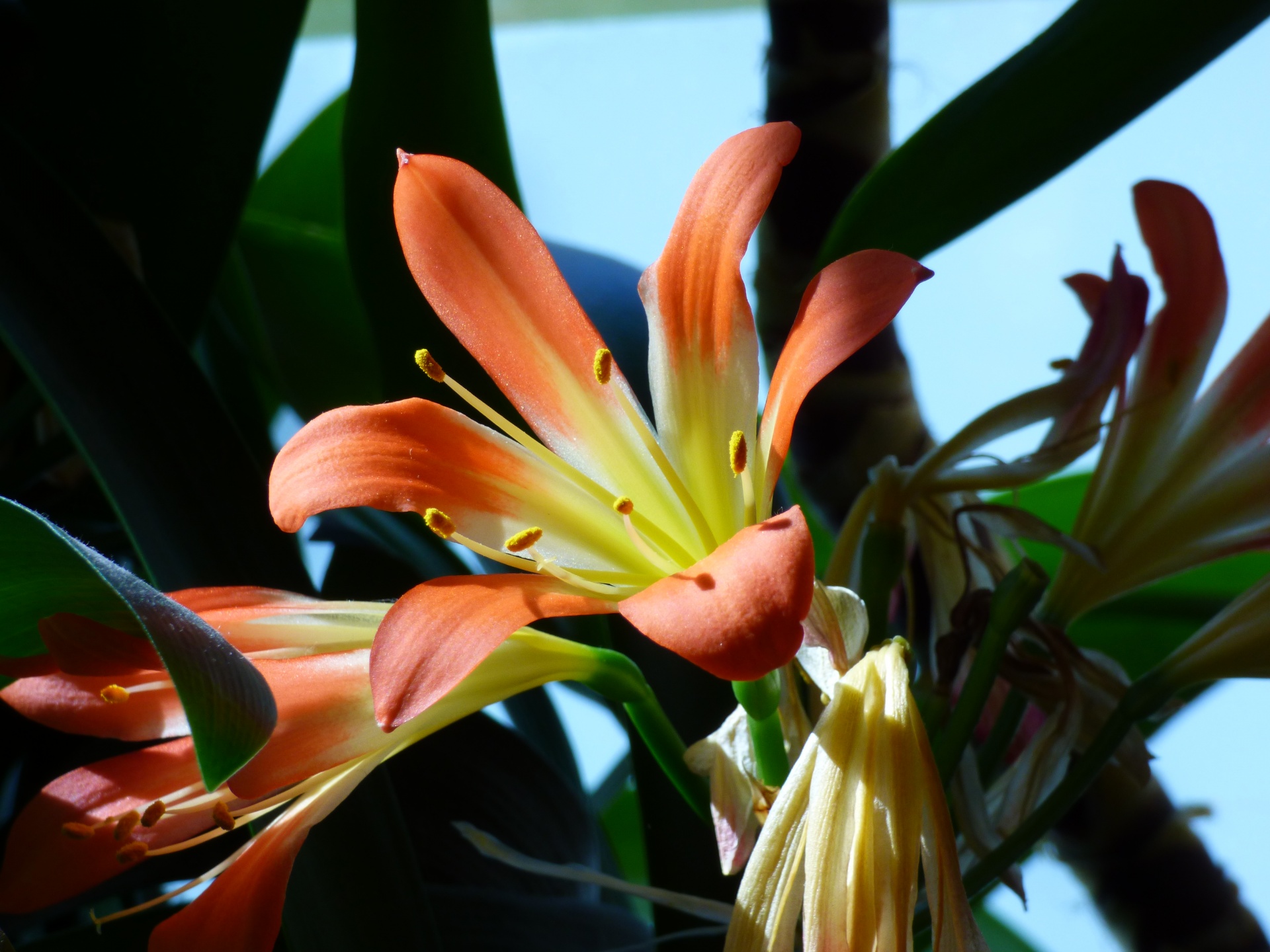 flower bloom plant free photo