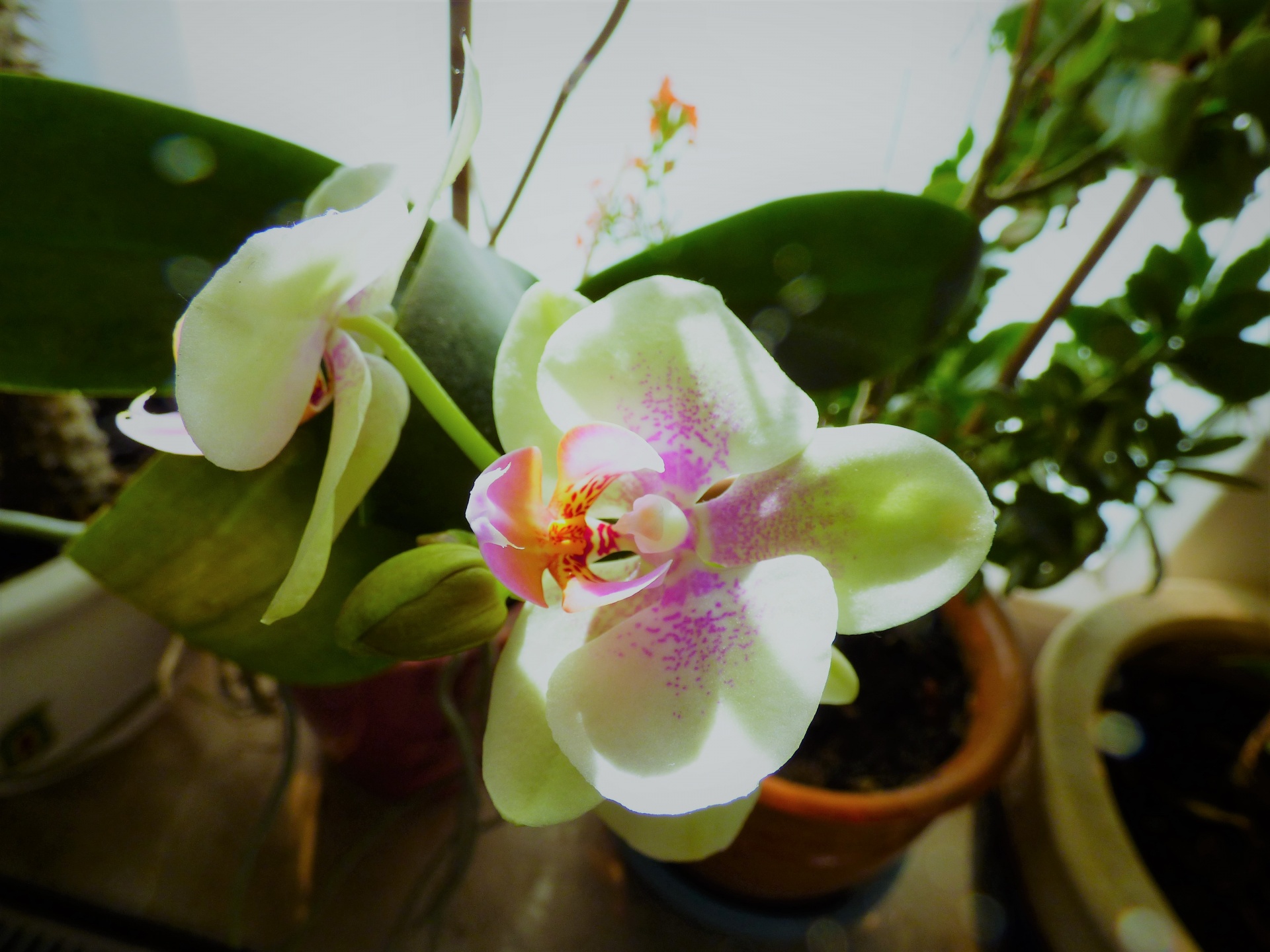 orchid flower plant free photo