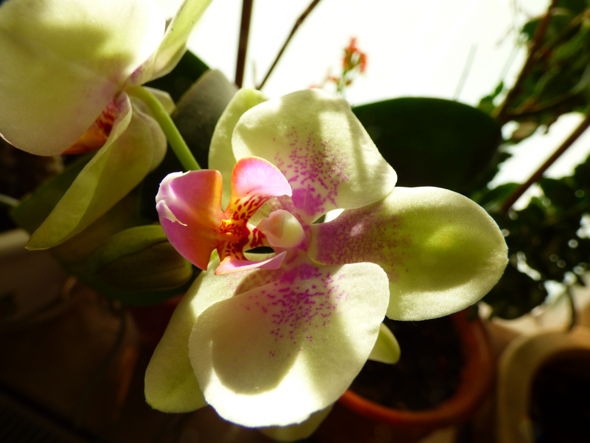 orchid flower plant free photo