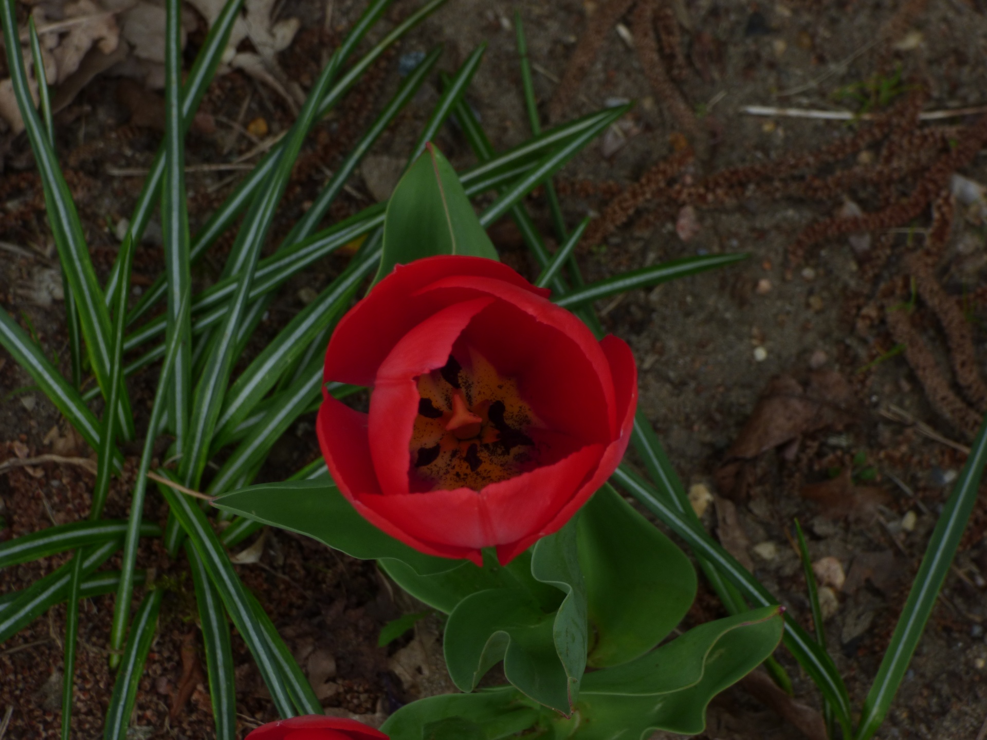 tulips flower nature free photo