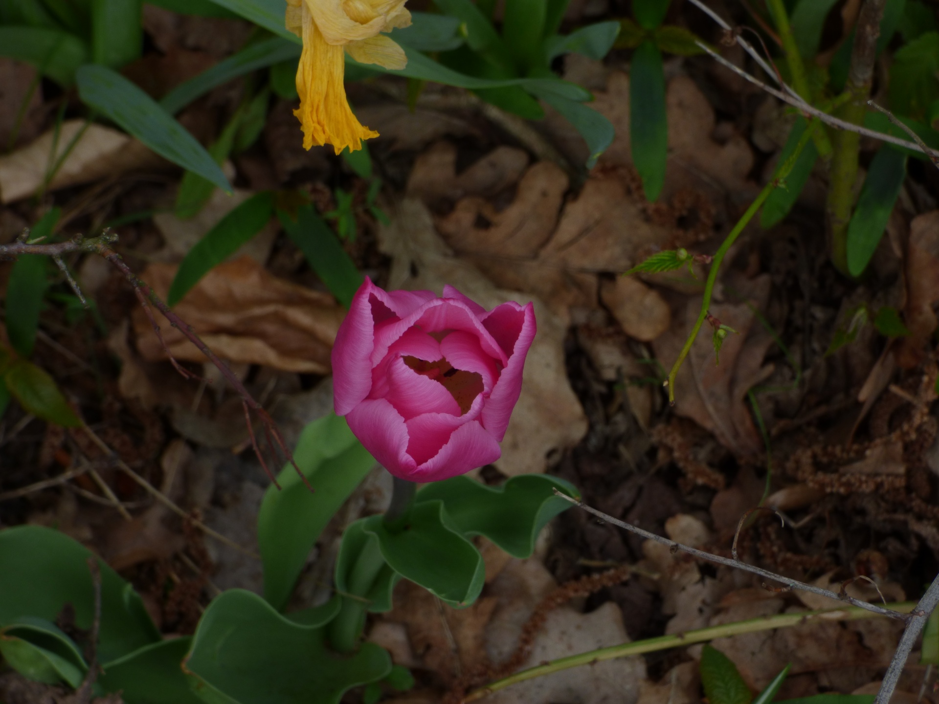 tulips flower nature free photo