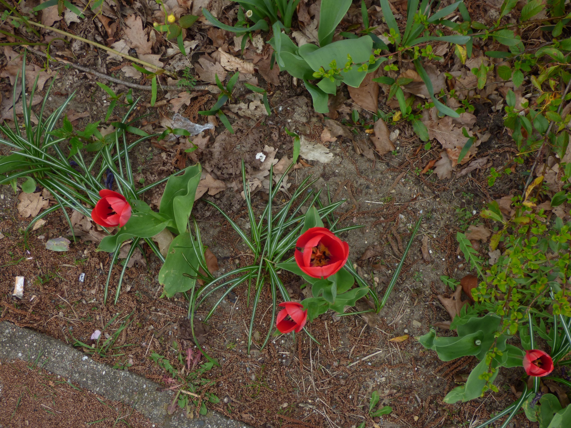 tulips flower nature free photo