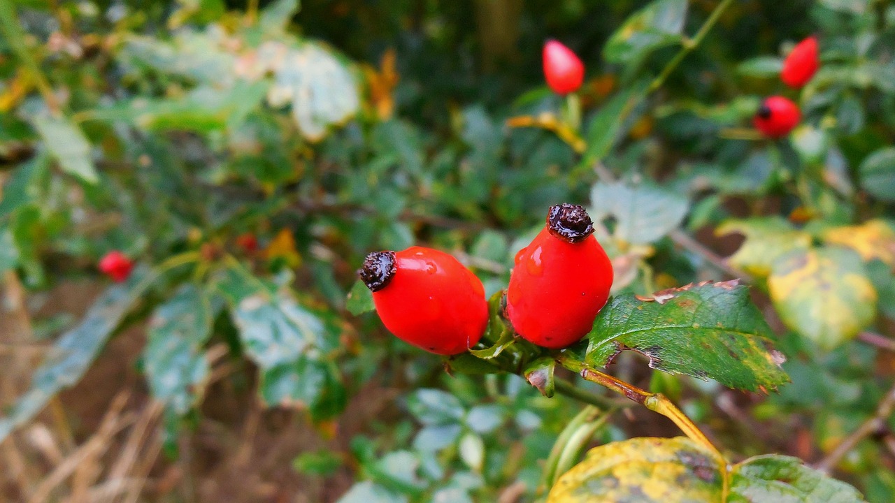 hip autumn red free photo