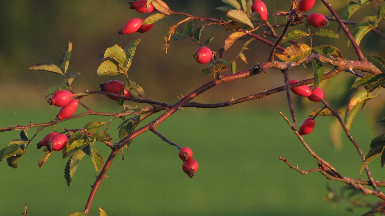 hip blackthorn red free photo