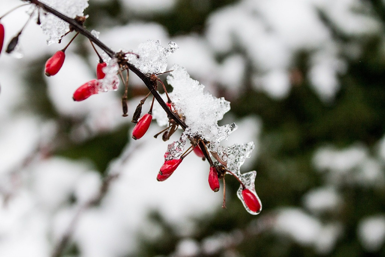 hip rose hips winter free photo