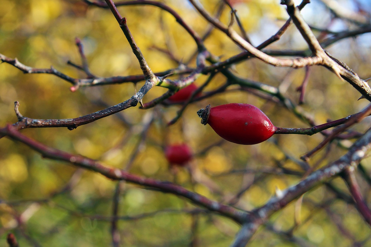 hip autumn bush free photo