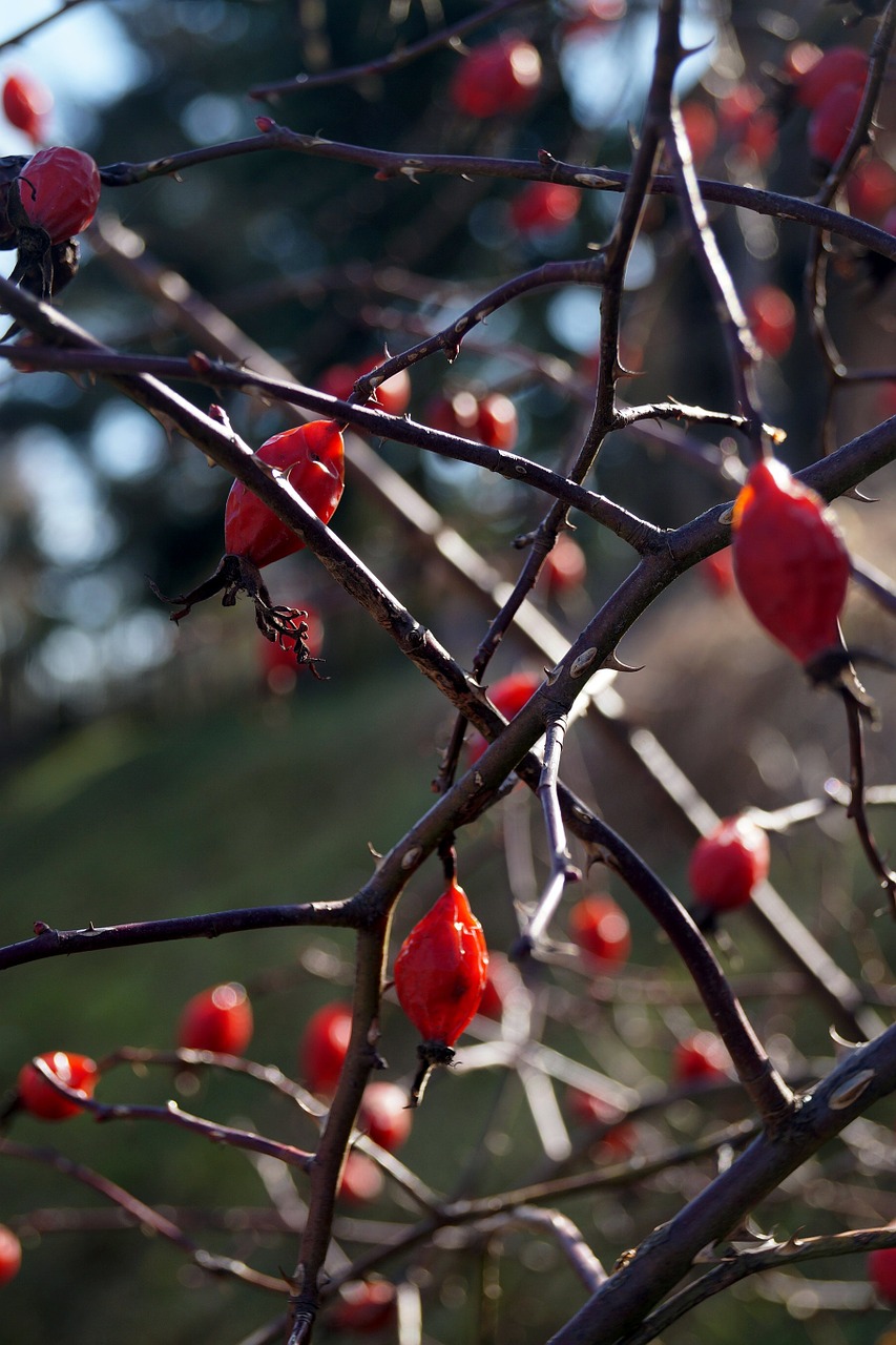 hip spines wild roses free photo