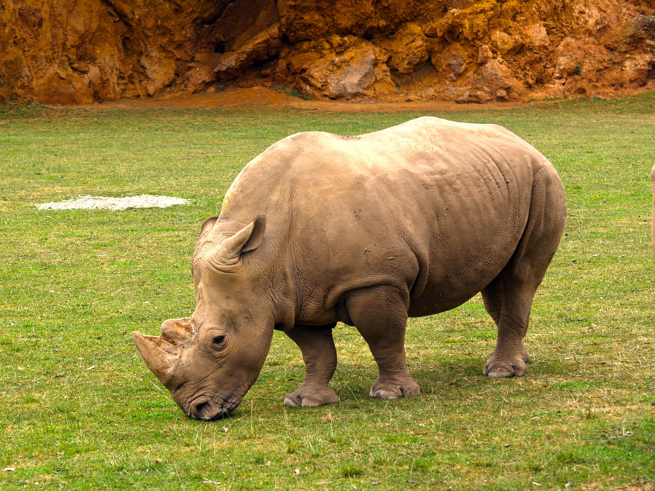 Девять животных. Носорог. Дикие животные носорог. Животные Африки носорог. Индийский носорог.