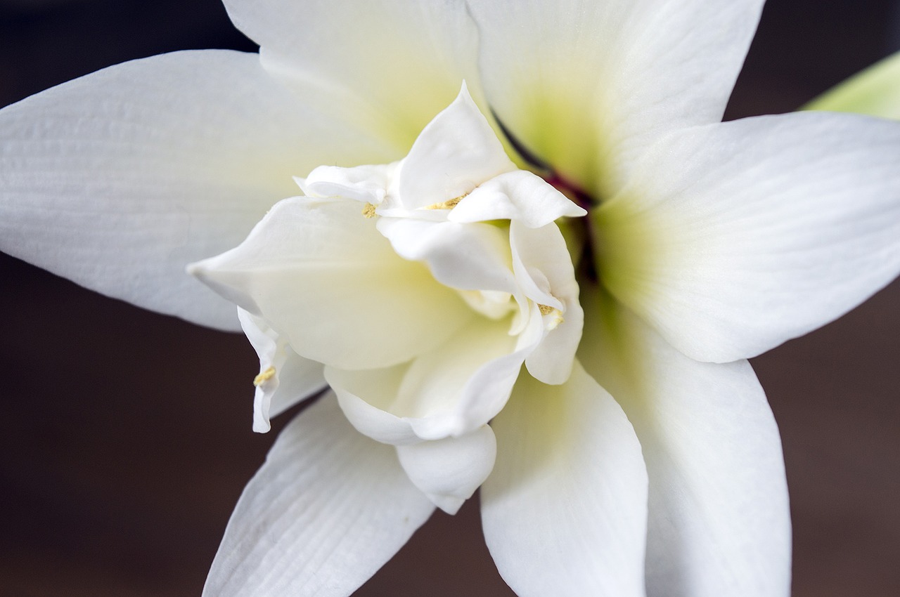 hippeastrum amaryllis white flower free photo