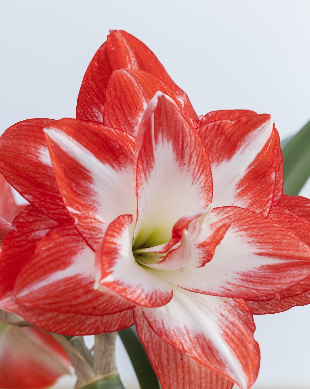 hippeastrum it known free photo