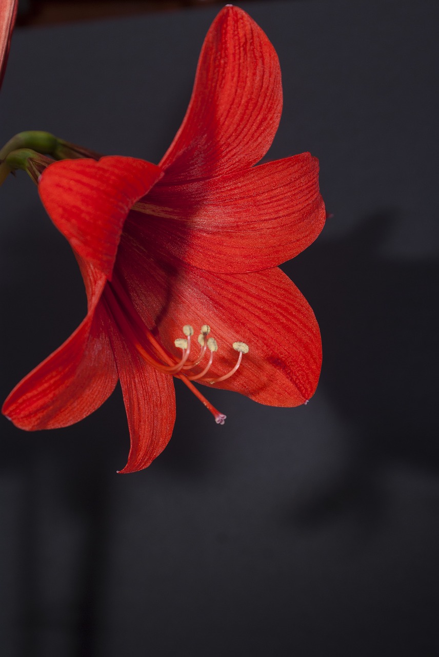 hippeastrum red simple free photo