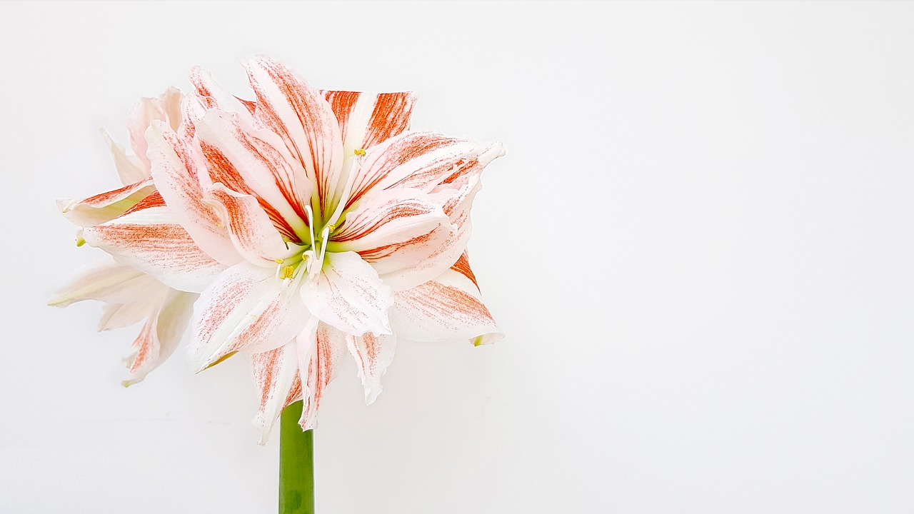 hippeastrum  amaryllis  bud free photo