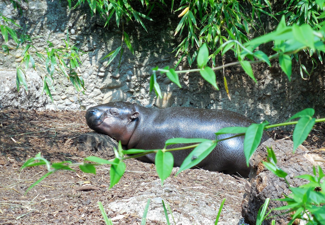 hippo baby rest free photo