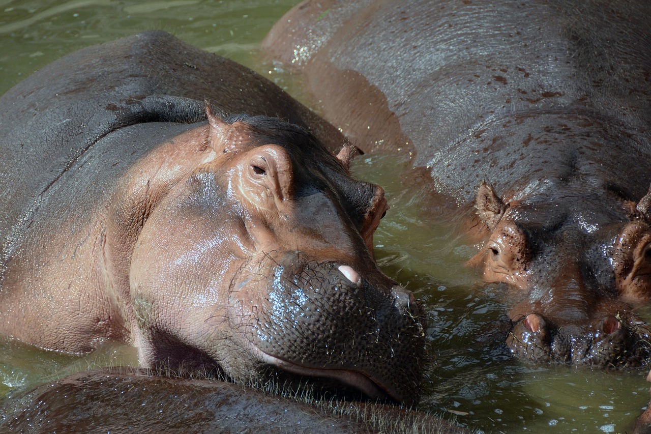 hippo hippopotamus water free photo