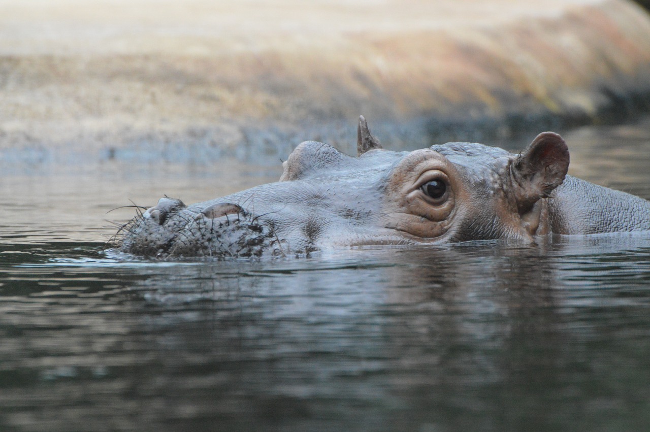 hippo swim animals free photo