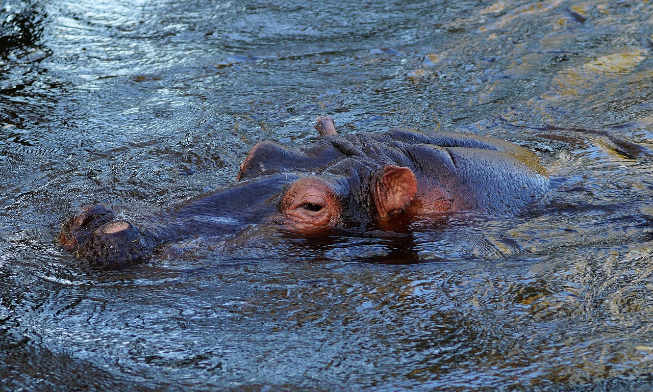 hippo africa animal free photo