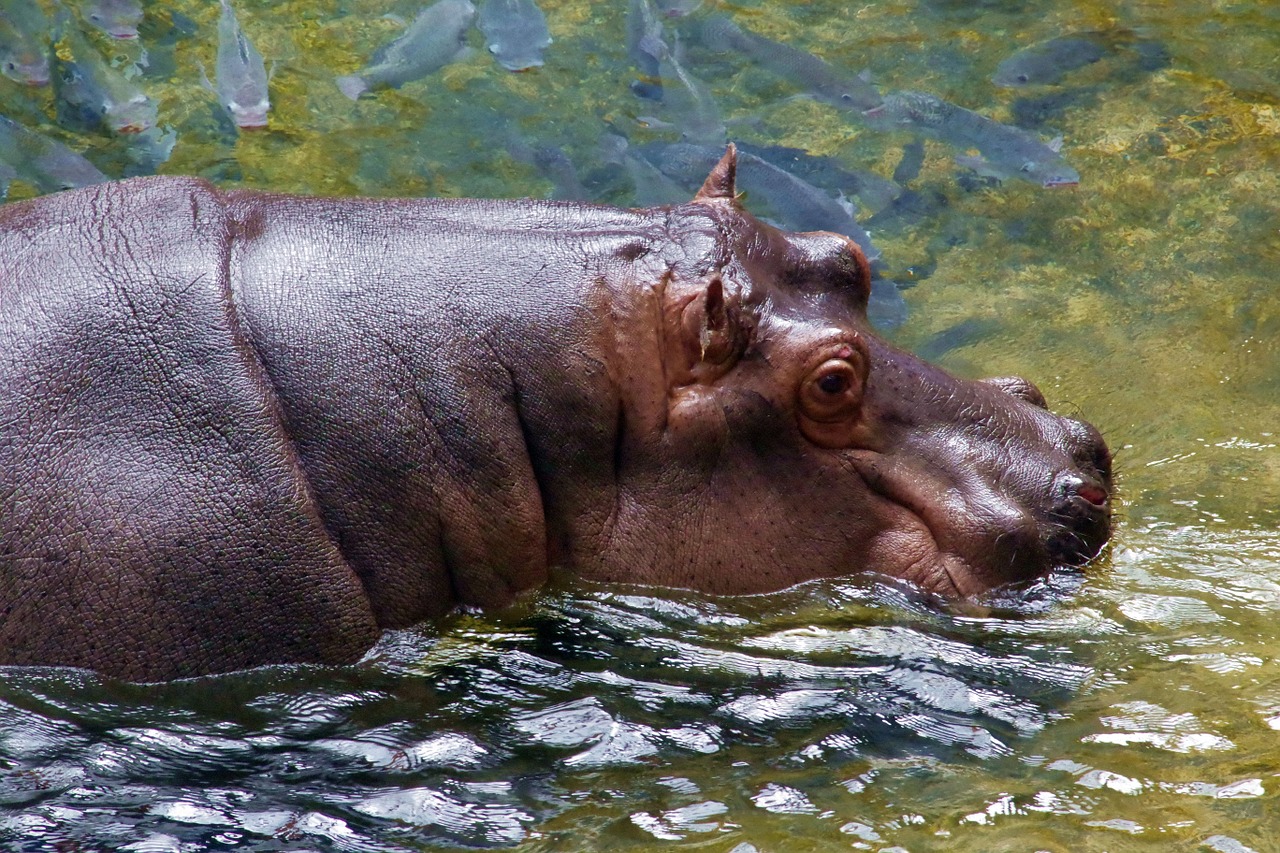 hippo animal africa free photo