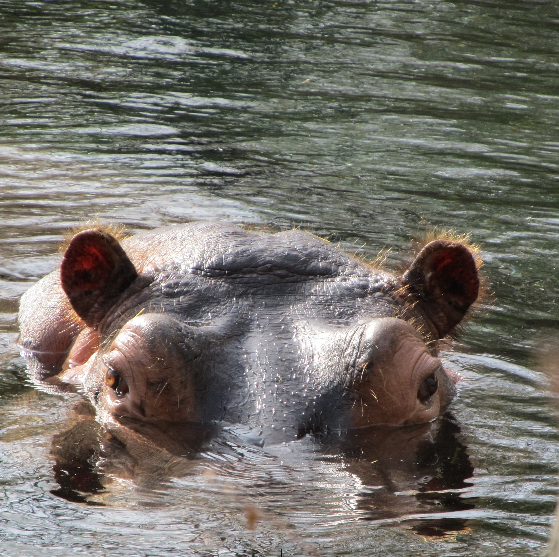 hippopotamus hippo eyes free photo