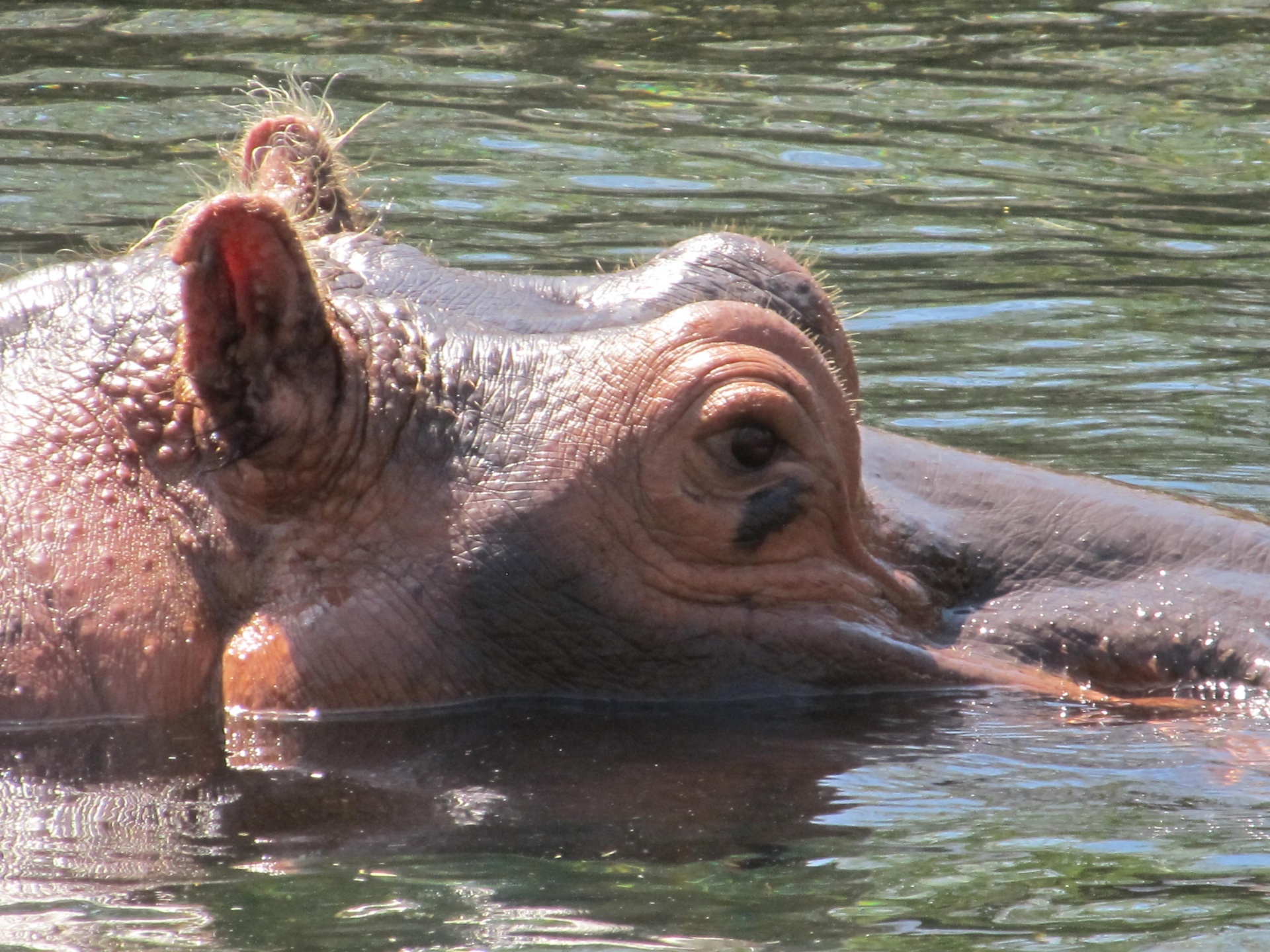 hippopotamus hippo portrait free photo