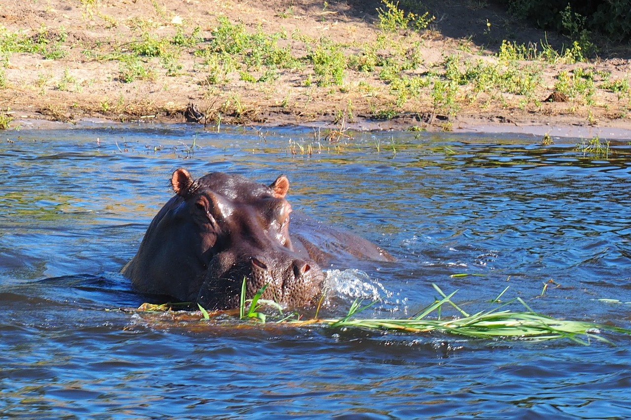hippo head water free photo