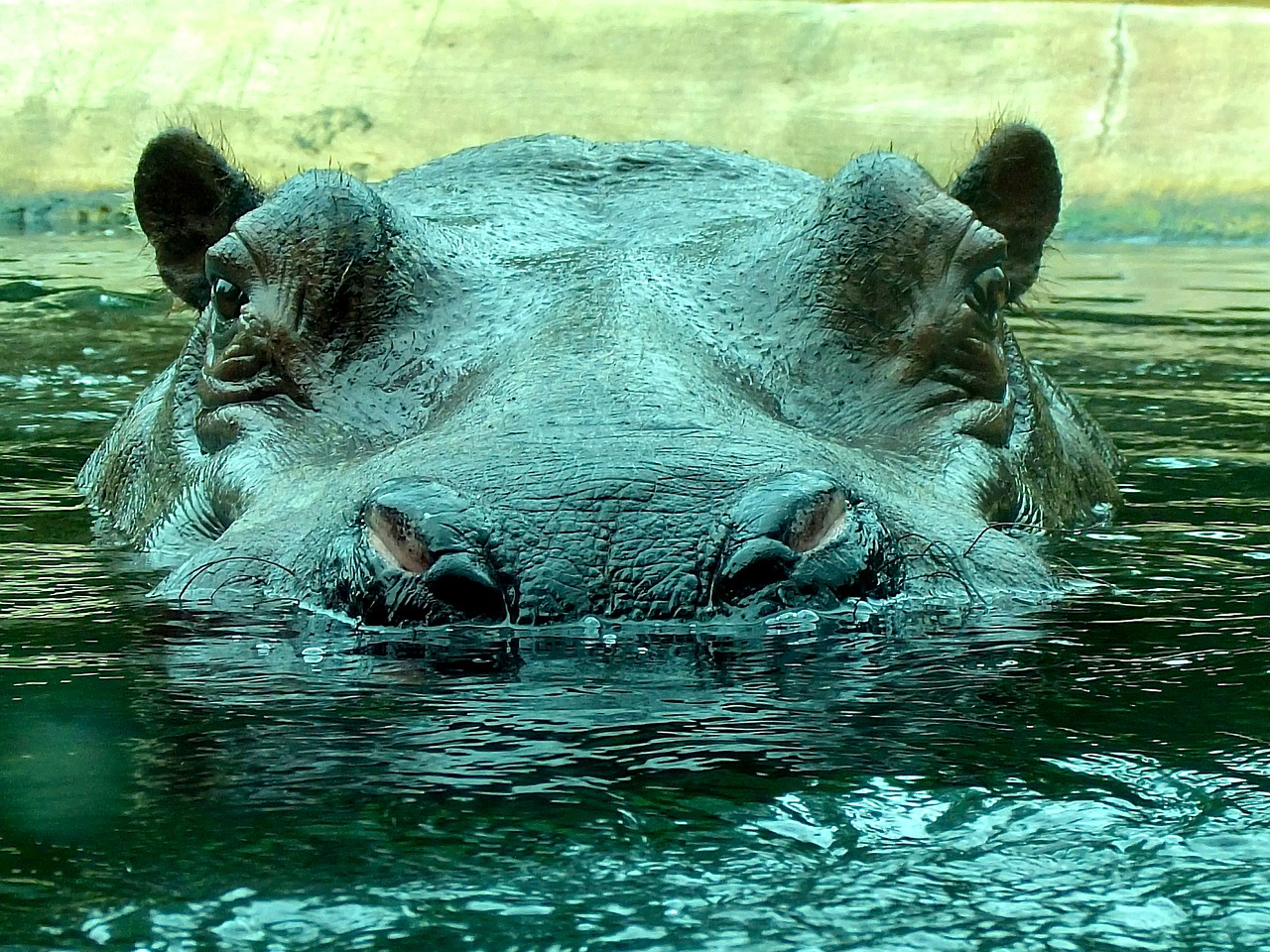 hippo zoo hippopotamus free photo