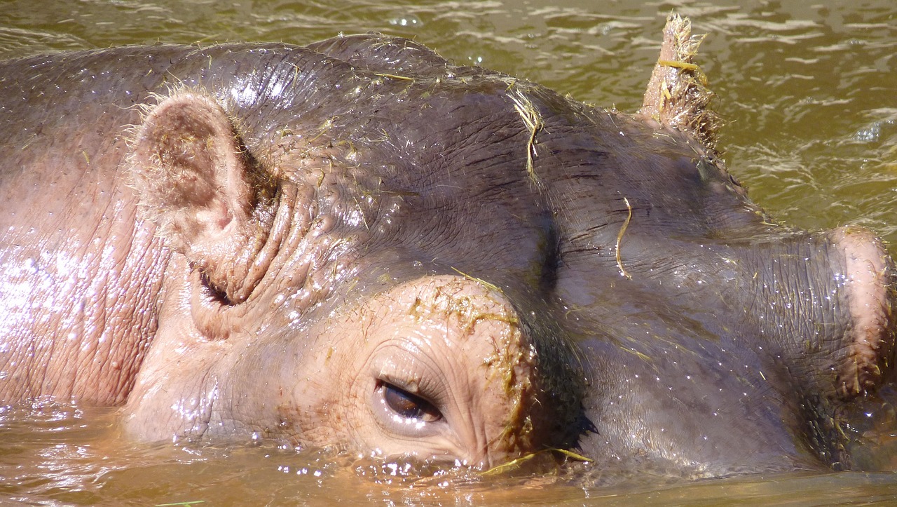 hippo eyes skin free photo