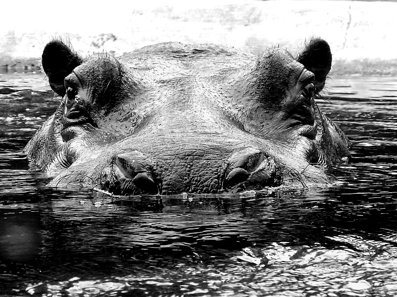 hippo hippopotamus hard free photo