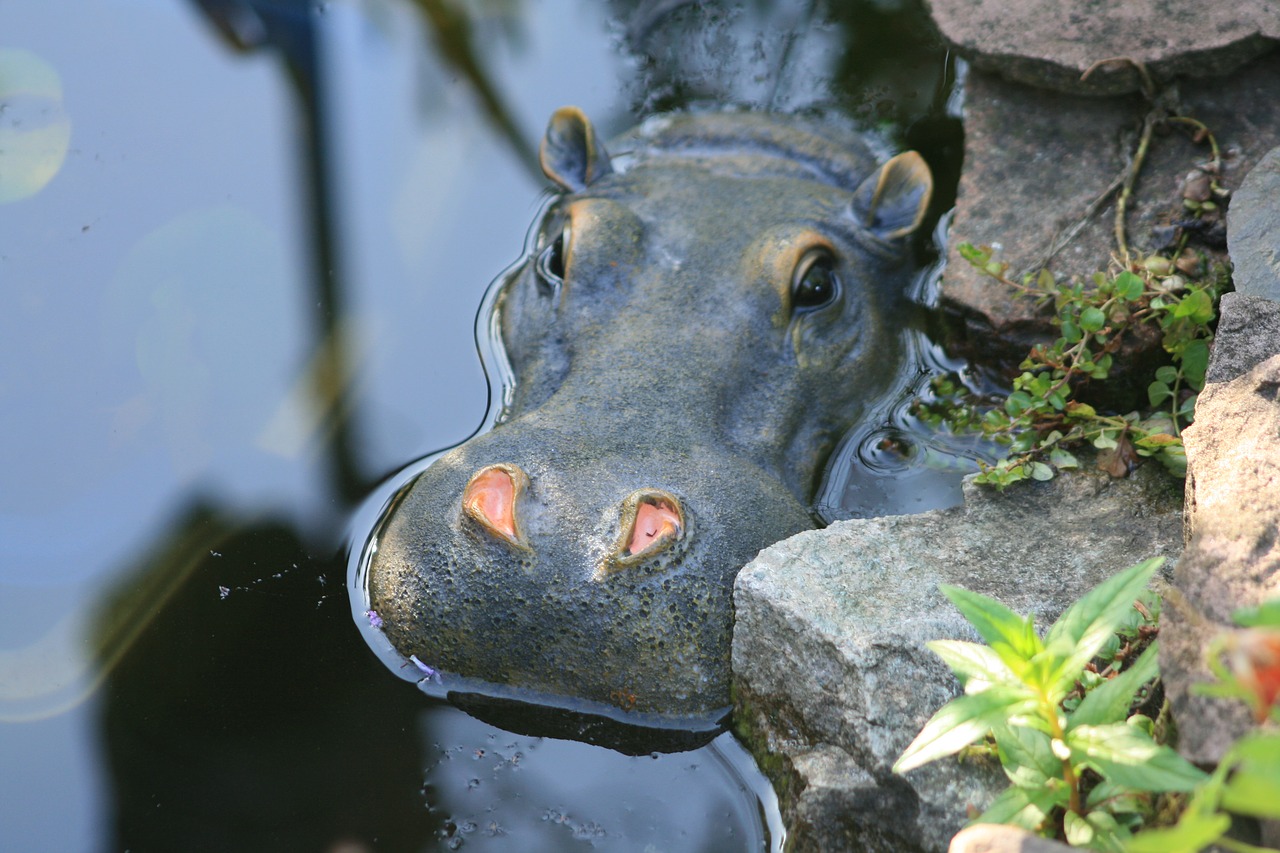 hippo pond hippopotamus free photo