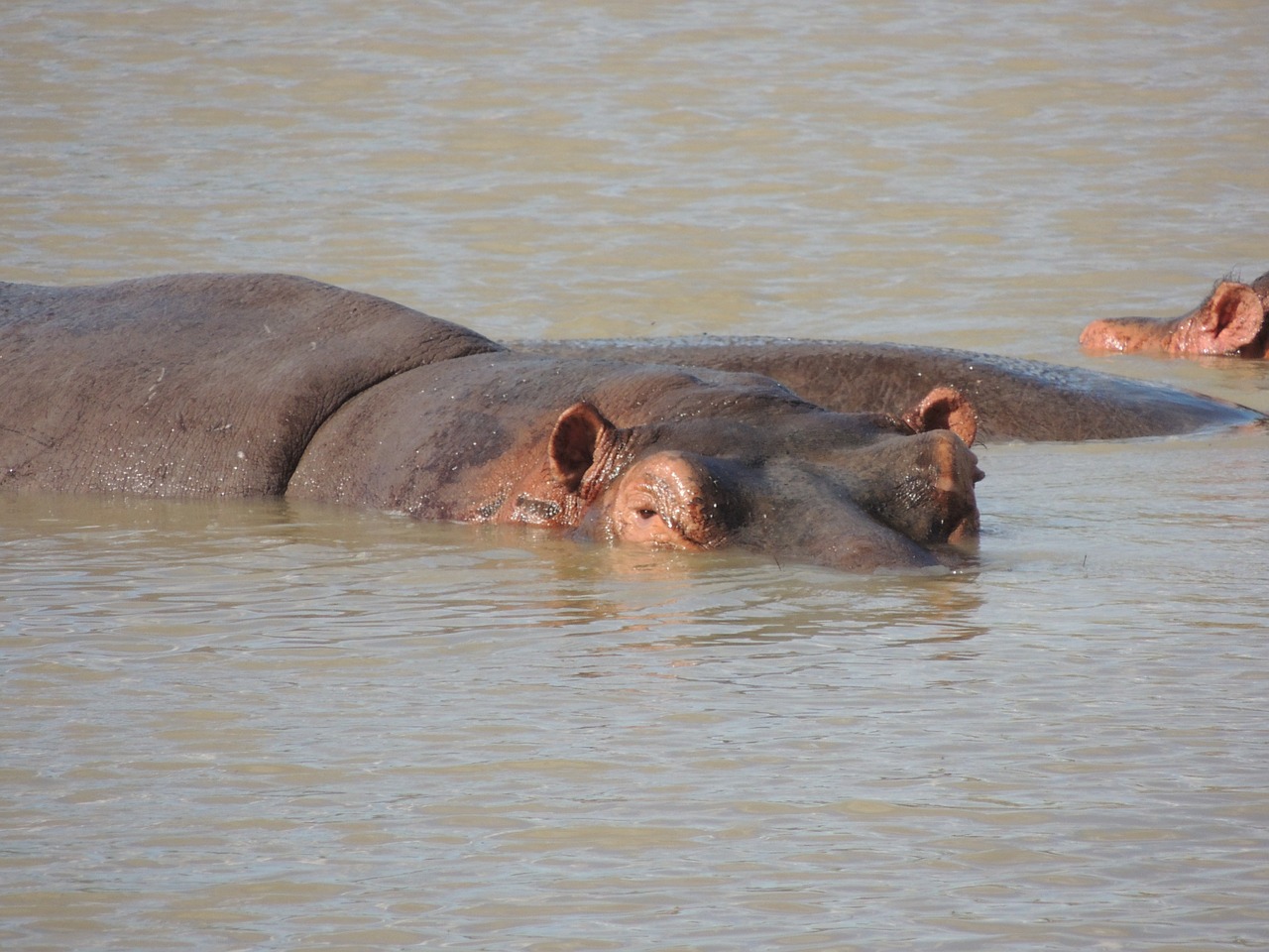 hippo hippopotamus swimming free photo