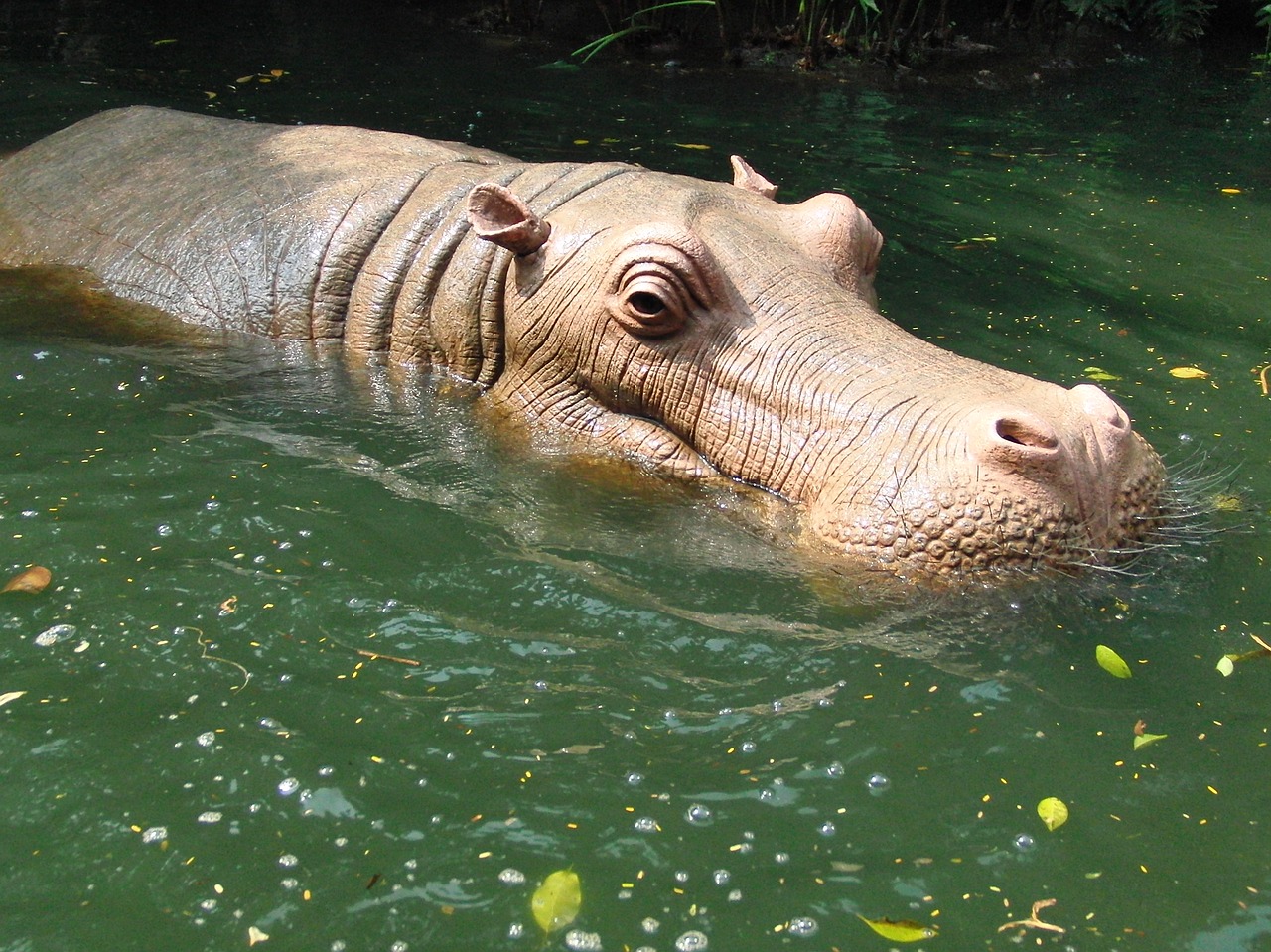 hippo hippo in water water free photo