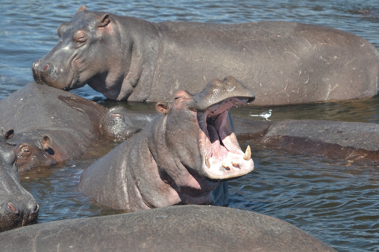 hippo botswana africa free photo