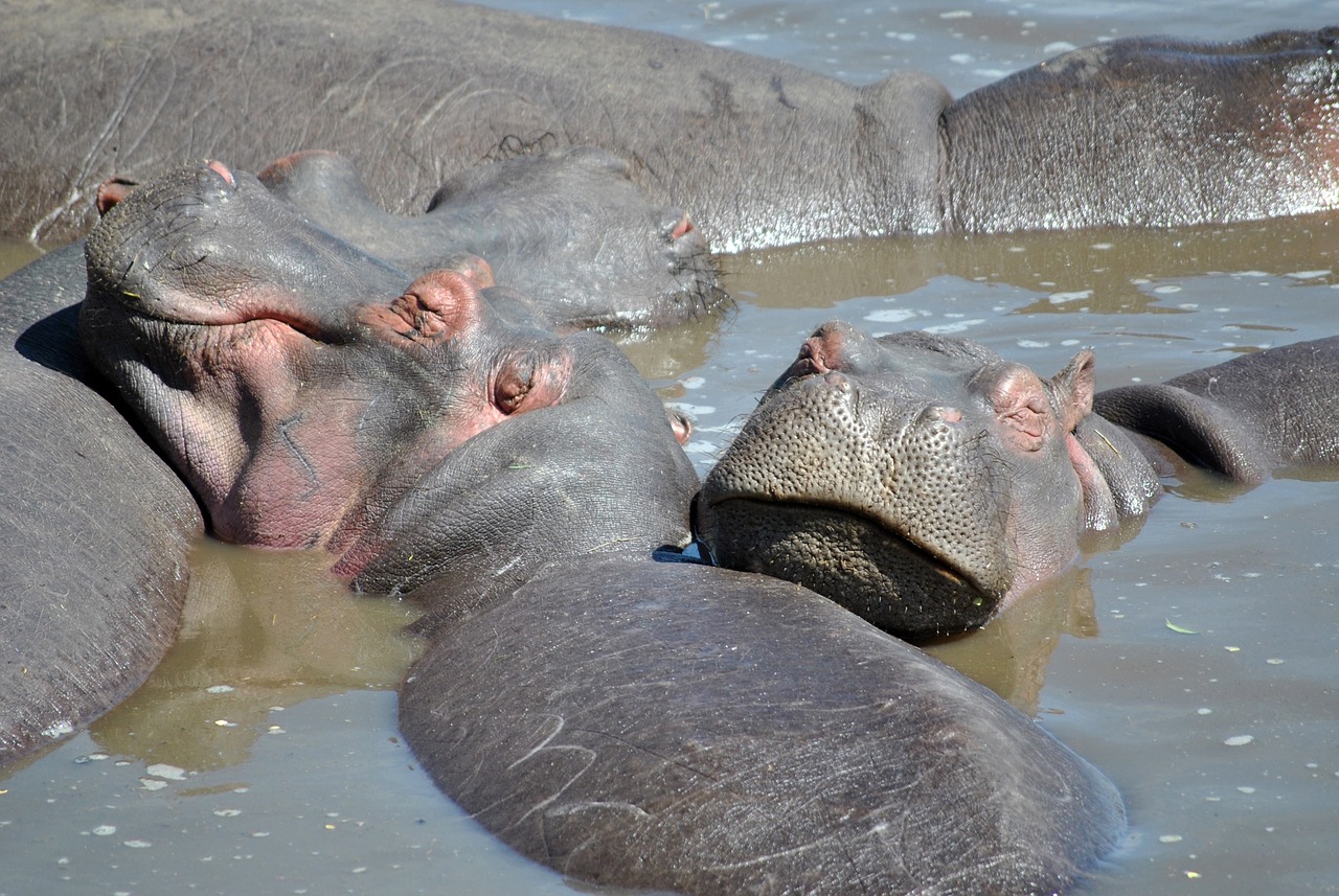 hippo africa hippopotamus free photo