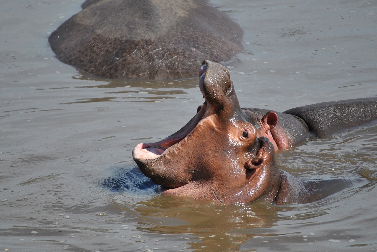 hippo baby hippopotamus free photo