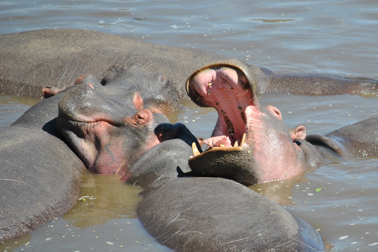 hippo hippopotamus africa free photo