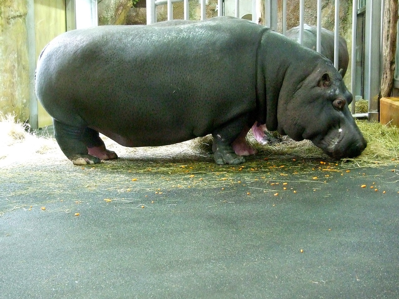hippo zoo free pictures free photo