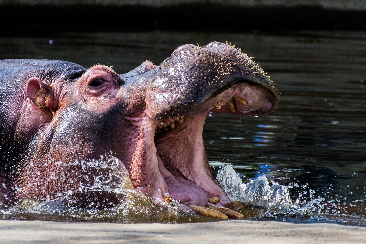 hippo tooth swim free photo