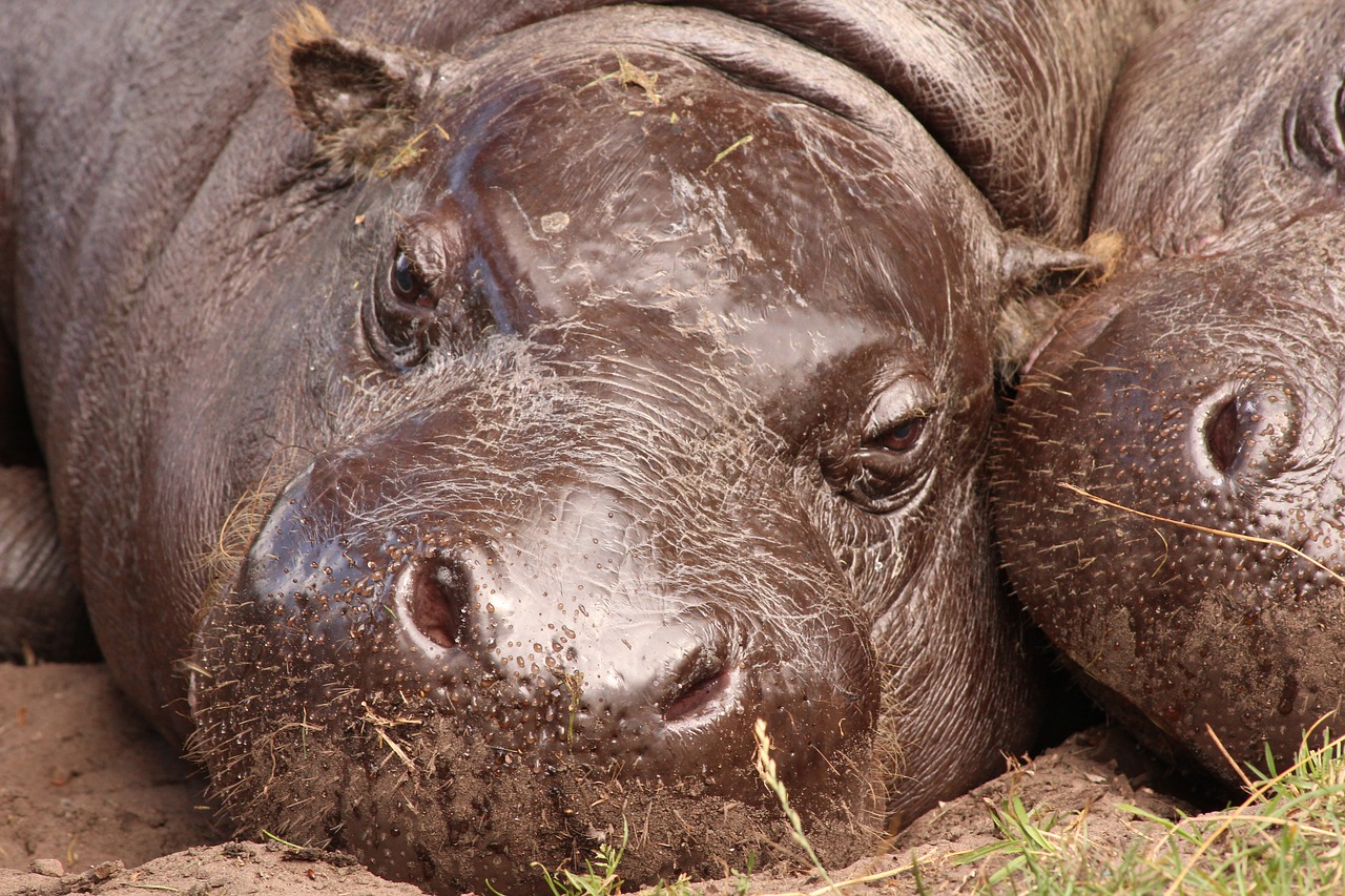 hippo zoo hippopotamus free photo