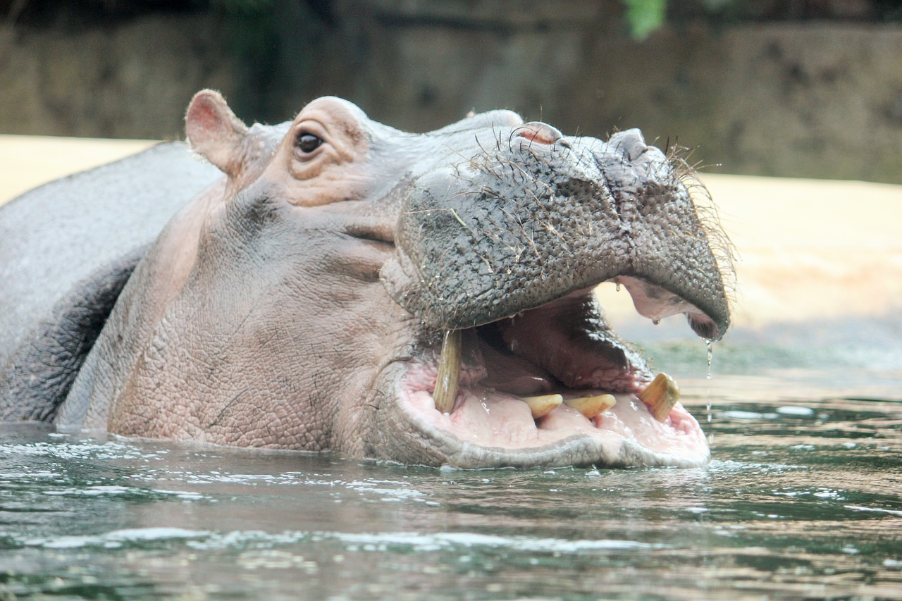 hippo zoo hippopotamus free photo