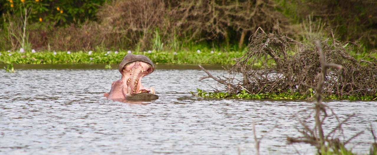 hippo kenya lake naivasha free photo