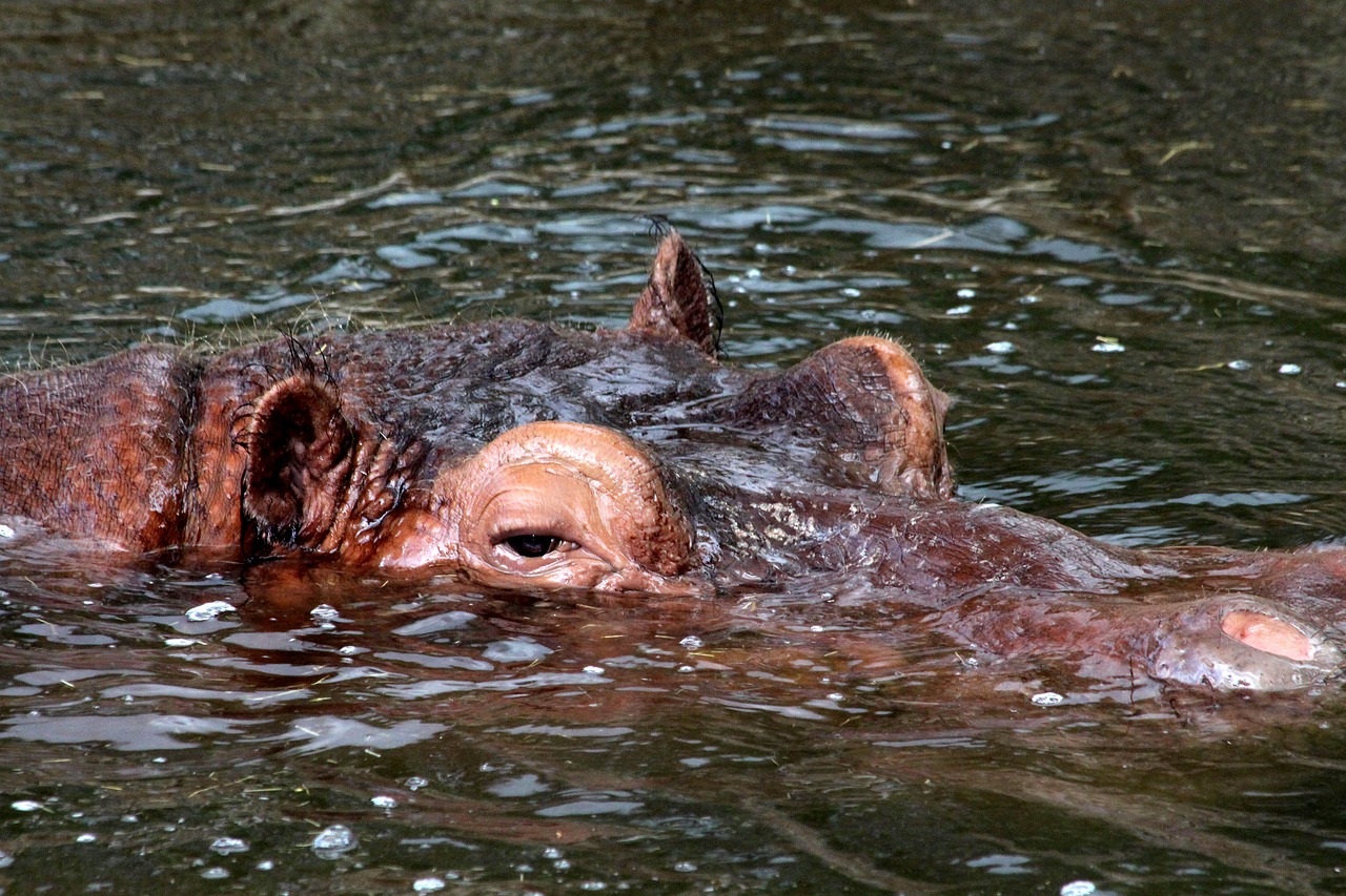 hippo hippopotamus amphibius head free photo