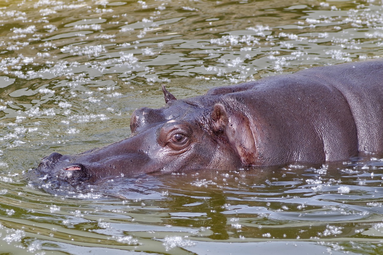 hippo swim africa free photo