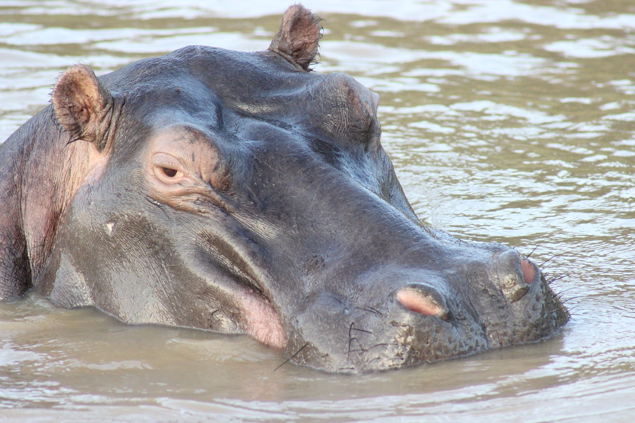 hippo animals wild free photo