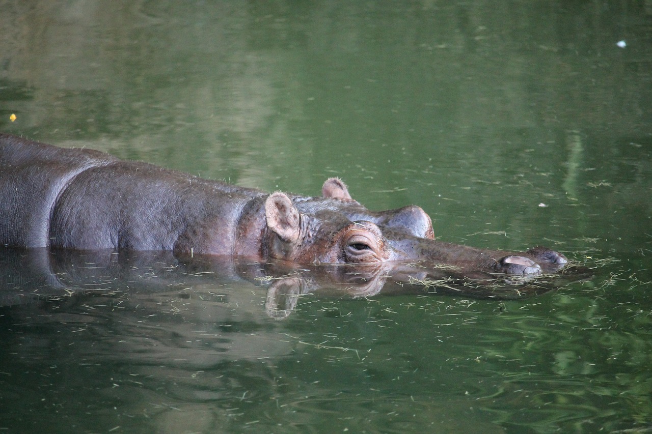 hippo water hippopotamus free photo