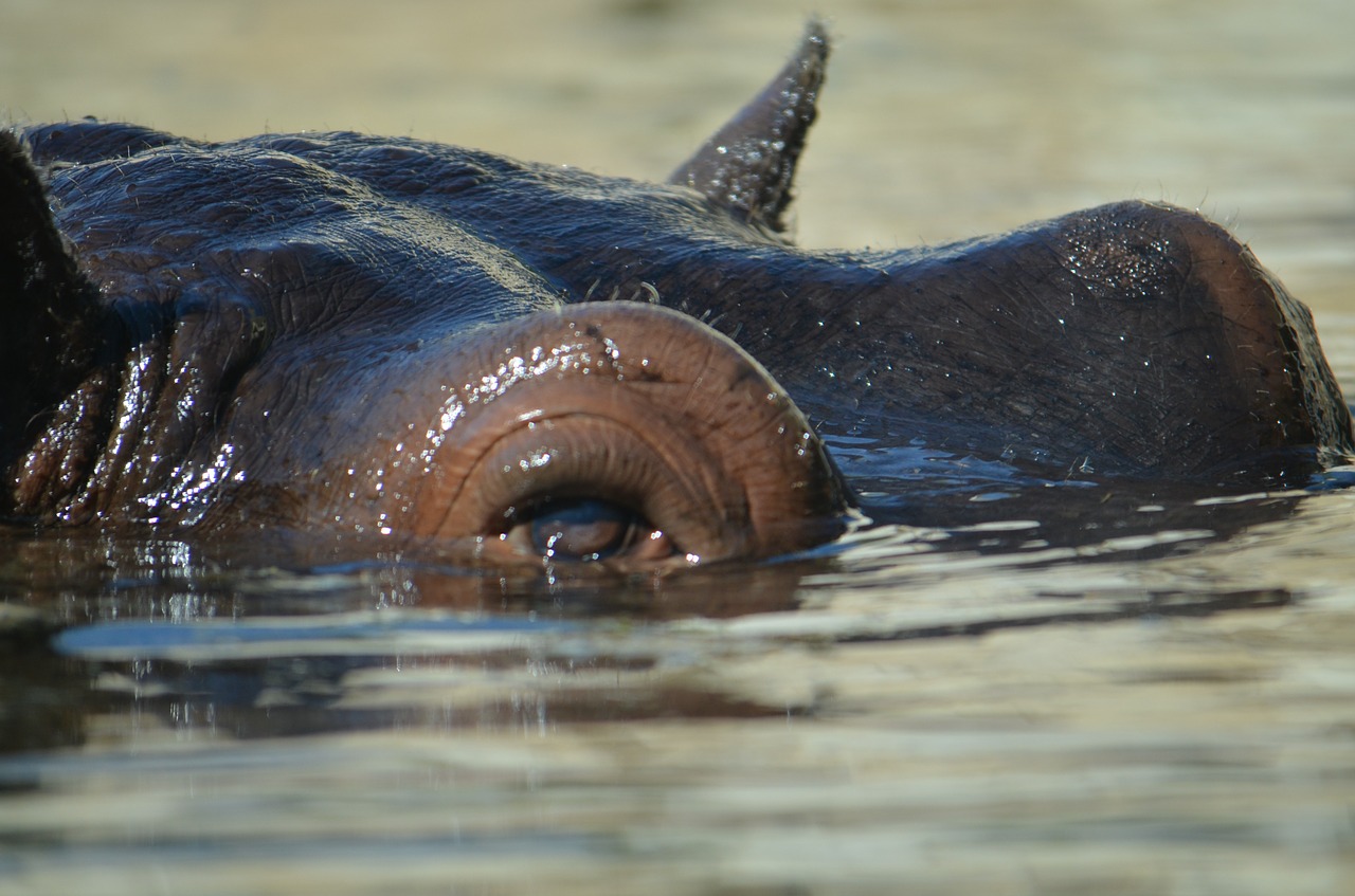 hippo zoo submerged large display free photo